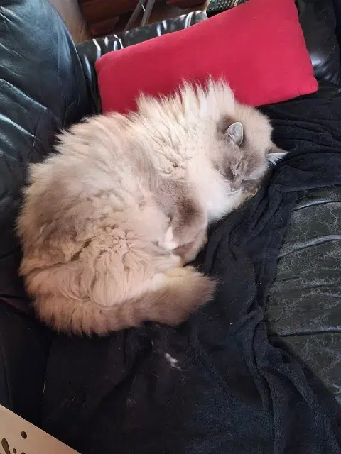 chat reunited   77860 Quincy-Voisins Hautbrion