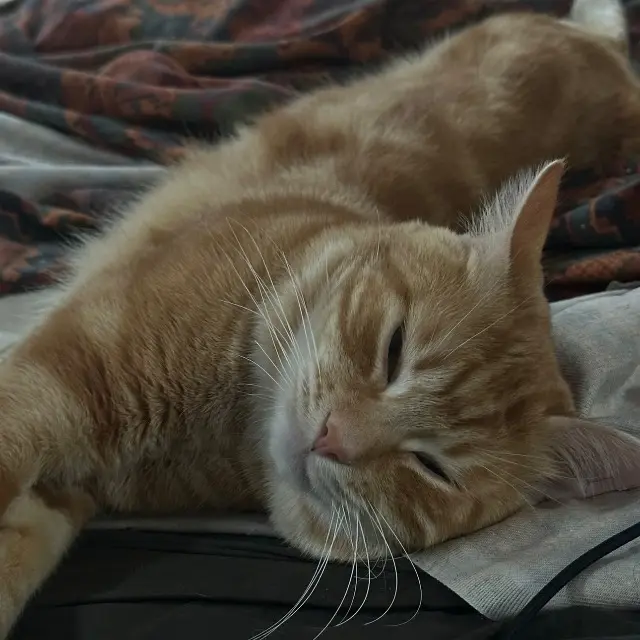 chat reunited   77140 Nemours Hermes