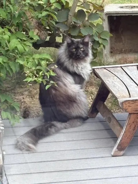 chat reunited   77700 Magny-le-Hongre Winston