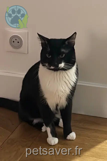 chat reunited   77500 Chelles Yuumi