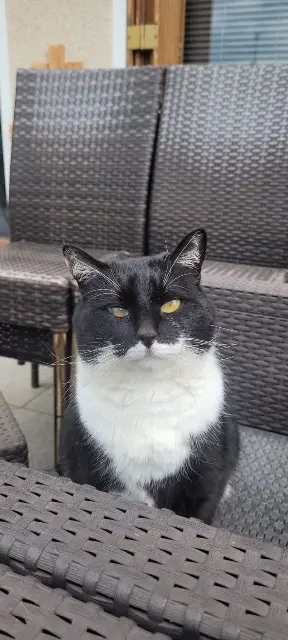 chatte reunited   78130 Les Mureaux Louna