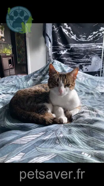 chatte reunited    Saint-Germain-en-Laye Stella