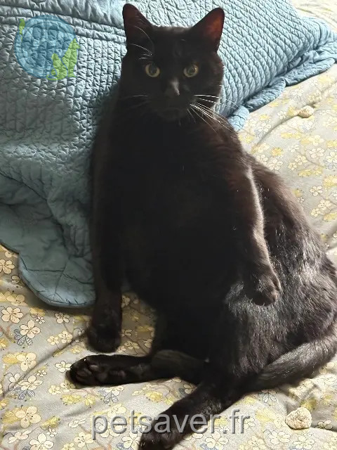 gatto reunited   78000 Versailles Slash
