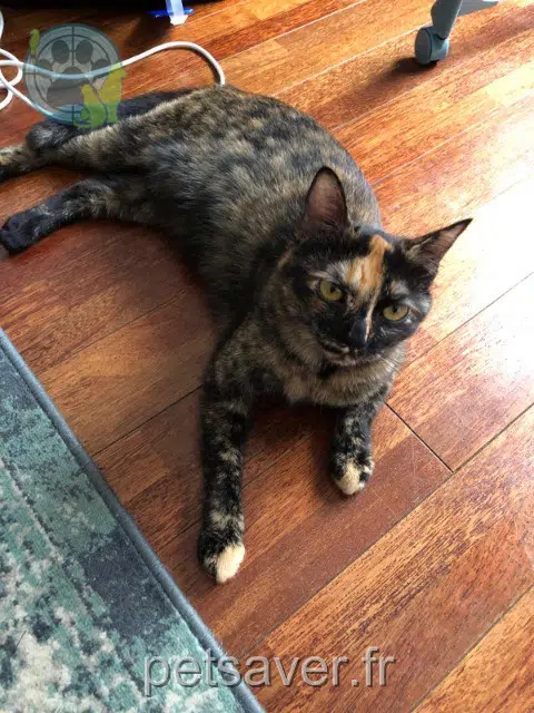 chatte reunited 83260 La Crau Louna