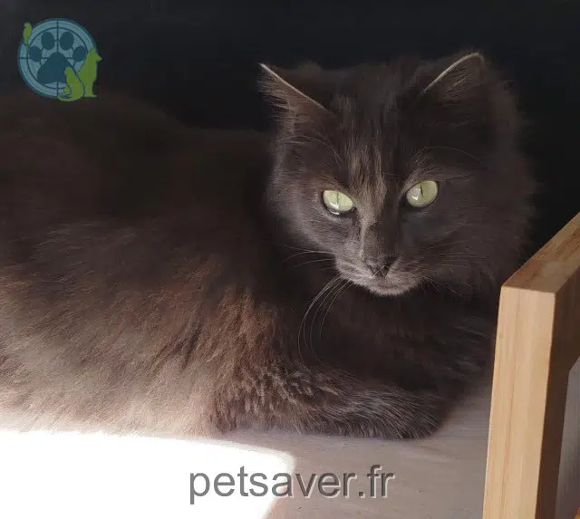 chat reunited   83220 Le Pradet Zak