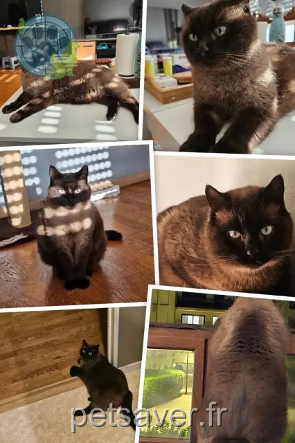 chat reunited 88540 Bussang Merlin