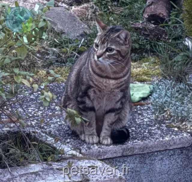 kater reunited   90100 Delle Mars