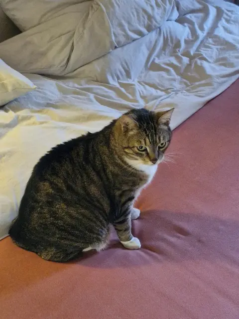 chat reunited   91290 Arpajon Pilou