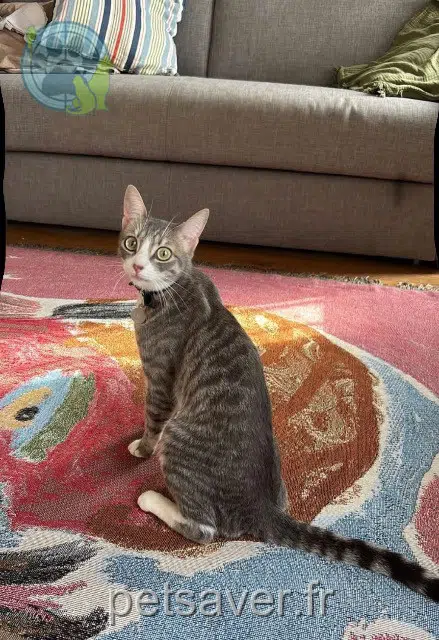 chat reunited 92240 Malakoff Ama