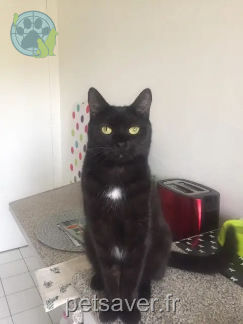chat reunited   92130 Issy-les-Moulineaux Attila