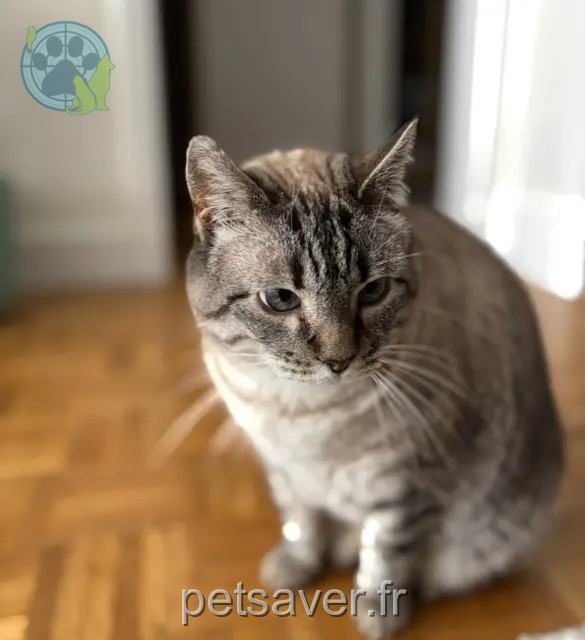 gata reunited   92250 La Garenne-Colombes Nala