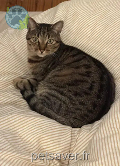 gatto reunited   92120 Montrouge Romeo