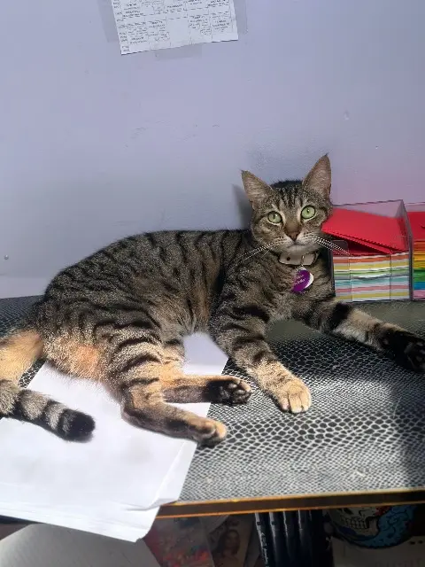 chatte reunited   93290 Tremblay-en-France Caline