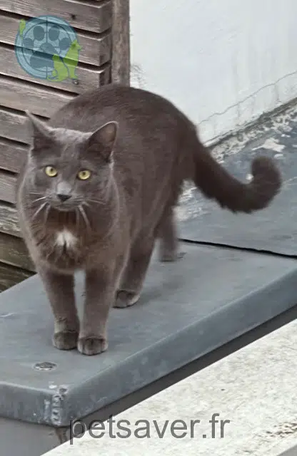chat reunited   93100 Montreuil Zoro