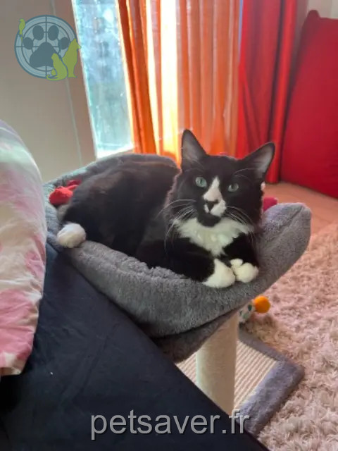 chat reunited 93110 Rosny-sous-Bois Navy