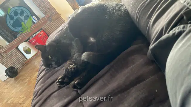 chat reunited 93220 Gagny Neymar