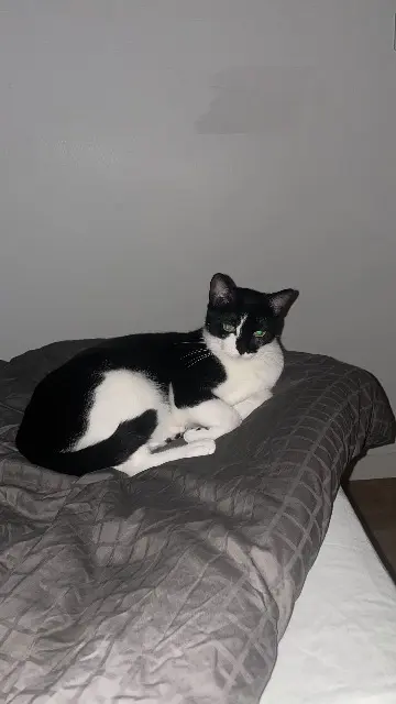 chatte reunited   93220 Gagny Peanut-Belle