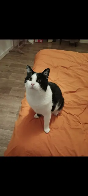 chat reunited    Saint-Denis Falafel