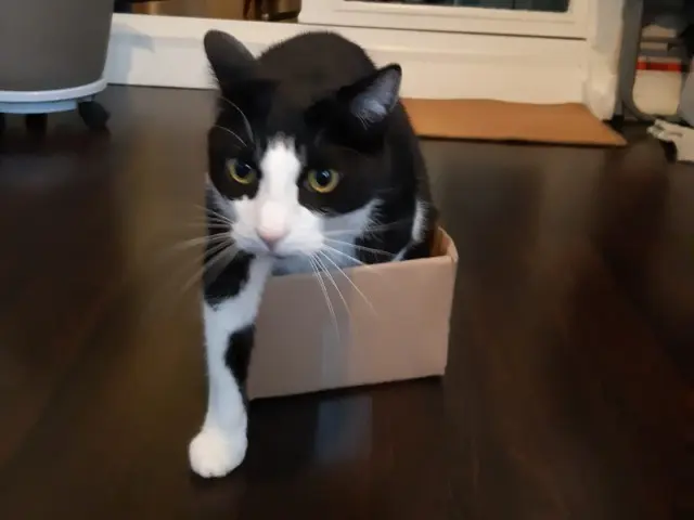 chat reunited   93800 Épinay-sur-Seine Sweety