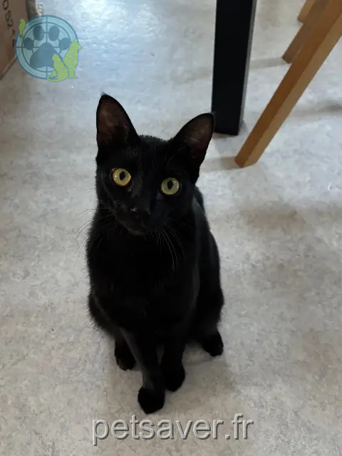 chat reunited   93420 Villepinte Ziko
