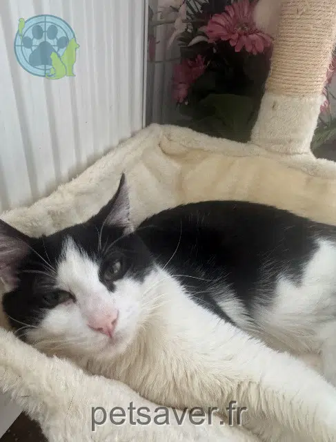 gatto reunited 94460 Valenton Michael