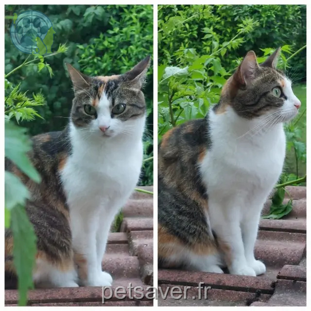 chatte reunited   94490 Ormesson-sur-Marne Mina