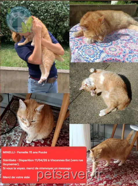 chatte reunited   94300 Vincennes Minelli