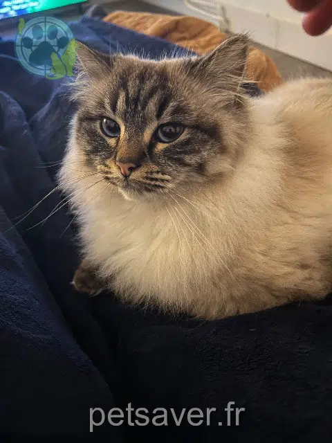 chatte reunited 95100 Argenteuil Stormy