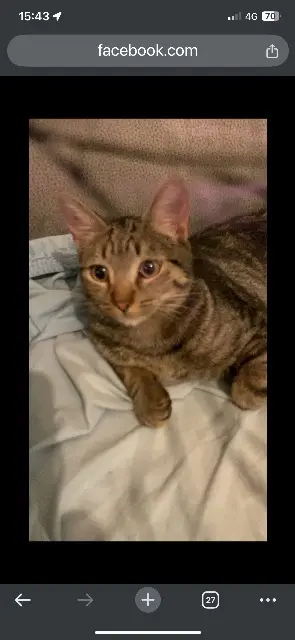chatte reunited    Pierrelaye Dudul