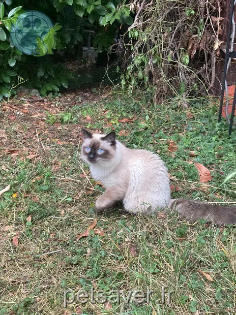 chat reunited   95120 Ermont Fidji