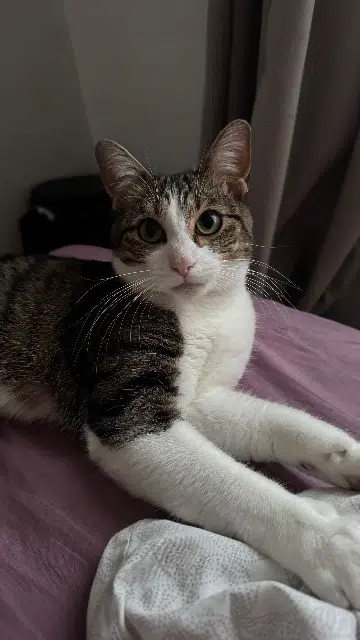 chatte reunited   95310 Saint-Ouen-l'Aumône Maya