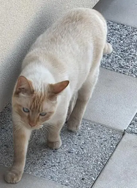 chat reunited   95140 Garges-lès-Gonesse Nouri