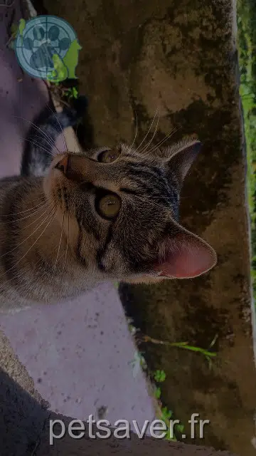 chat reunited   95140 Garges-lès-Gonesse Shakir