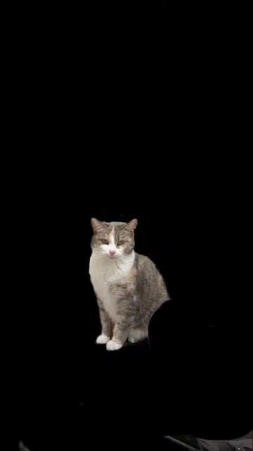 chatte reunited    Cergy Zola