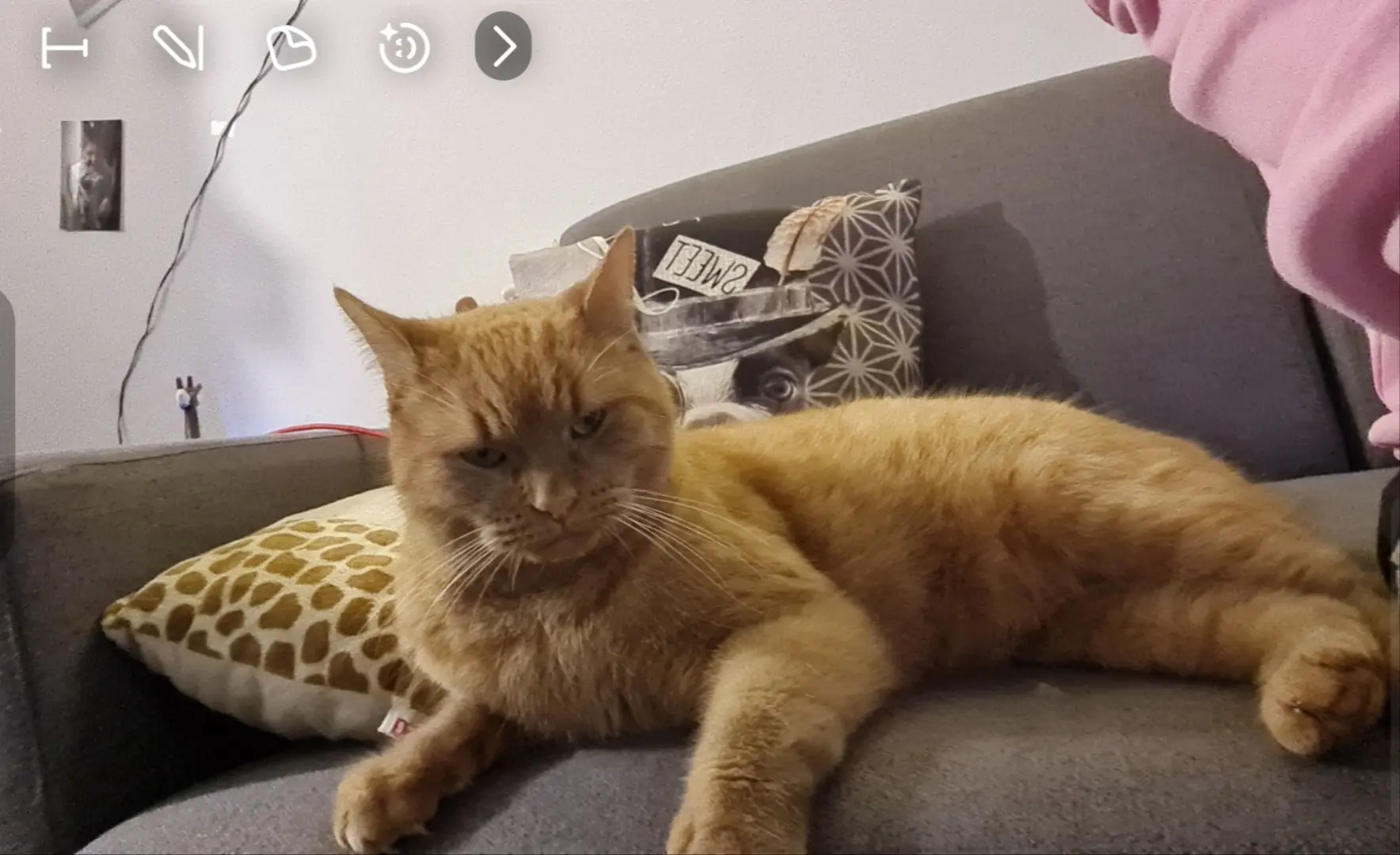 Chat Perdu 01 Ain Chat Perdu 01 Ain