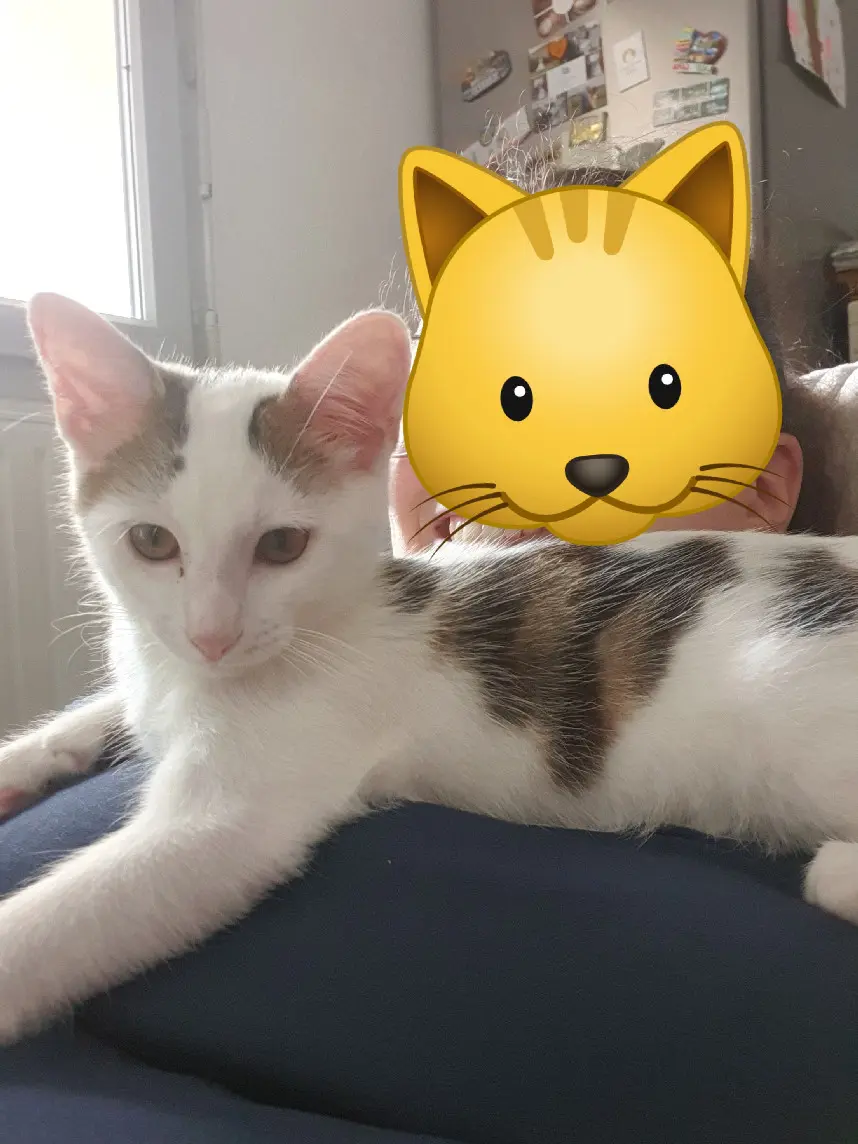 Chat Perdu 01 Ain Chat Perdu 01 Ain