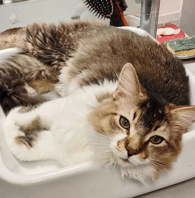 chat lost   01230 Saint-Rambert-en-Bugey Albus