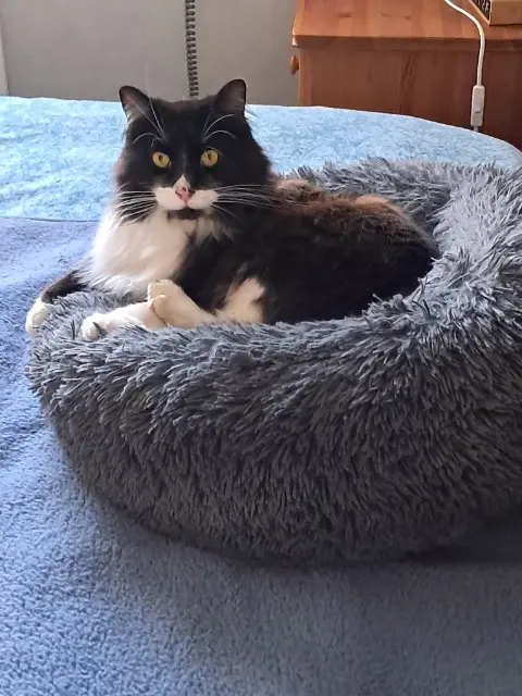 chat lost   01320 Chalamont Alfred