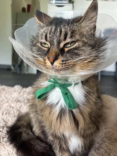 cat lost   01300 Andert-et-Condon Simba
