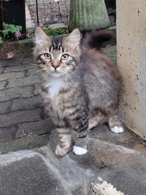 chat lost   01190 Chevroux Apple