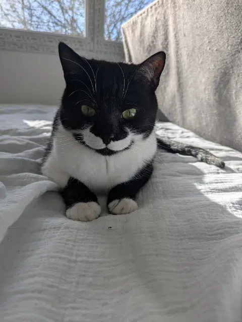 chat lost   01090 Francheleins Archer