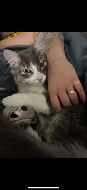chat lost   01120 Montluel Audi