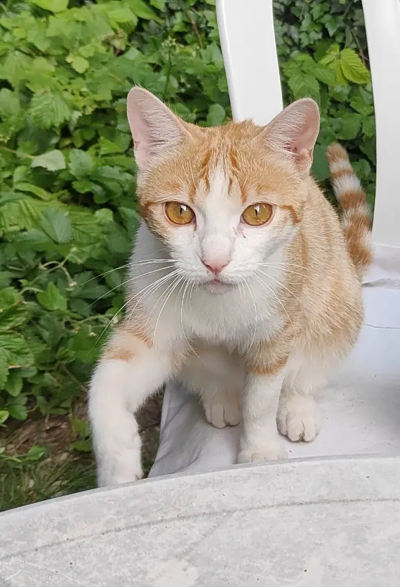 Chat Perdu 01 Ain Chat Perdu 01 Ain