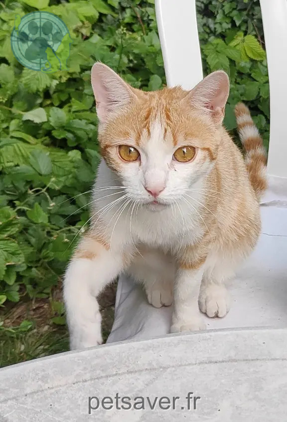 Chat Perdu 01 Ain Chat Perdu 01 Ain