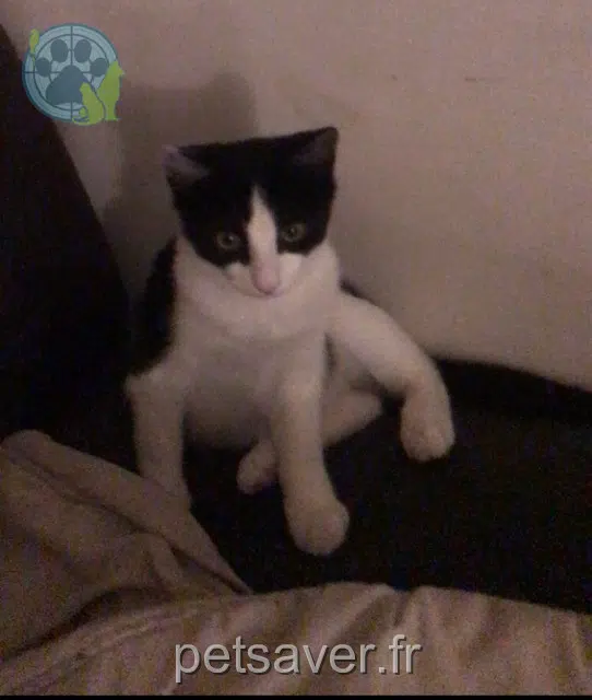 cat lost 01800 Meximieux Baby cat lost 01800 Meximieux Baby