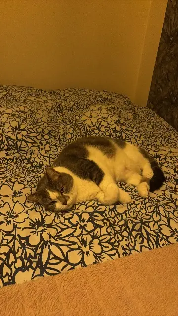 chat lost   01000 Bourg-en-Bresse Balou