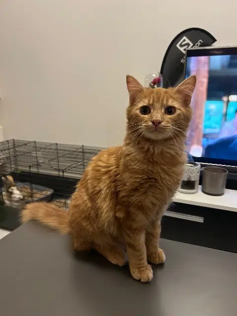 chat lost   01360 Béligneux Bernard