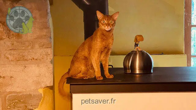 chat lost   01130 Les Neyrolles Bilbo