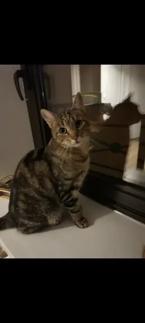 chat lost   01600 Reyrieux Blacko