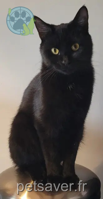 gato perdido 01600 Sainte-Euphémie BOB gato lost 01600 Sainte-Euphémie BOB